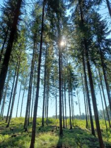 Finnish forest, sun shining through trees