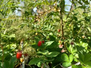 Wild srawberries in a bush