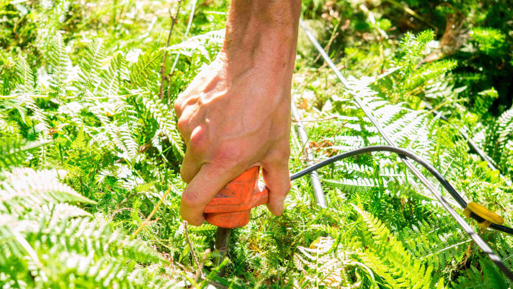 Käsi, joka työntää oranssikahvaisen mittauslaitteen vihreiden saniaisten sekaan maahan