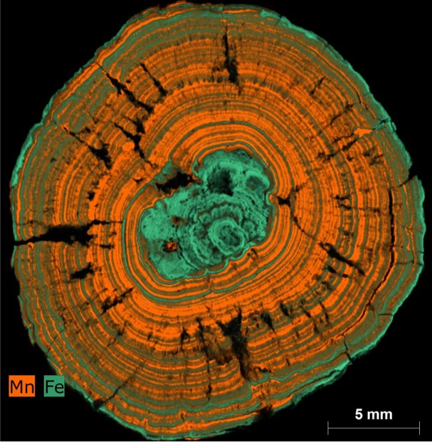 Cross section of ferromanganese concretion showing elemental composition