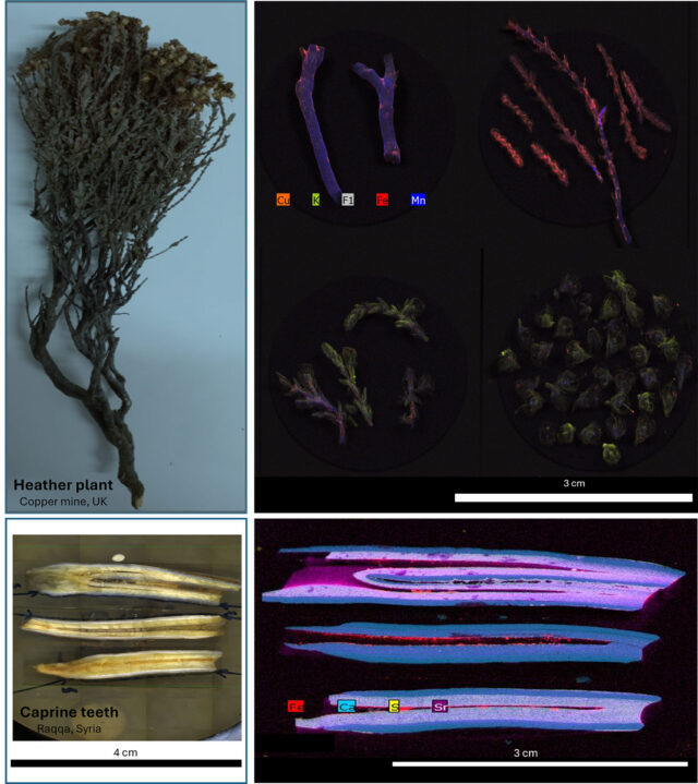 Images of a heather plant and caprine teeth showing the elements found in objects.