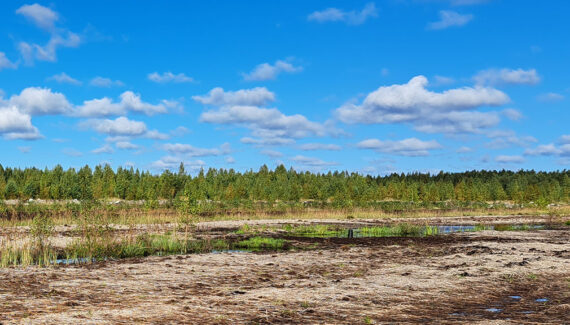 The first large-scale sphagnum moss cultivation area in Finland.